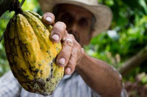 colombie-cacao