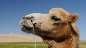 camel-692661_1280