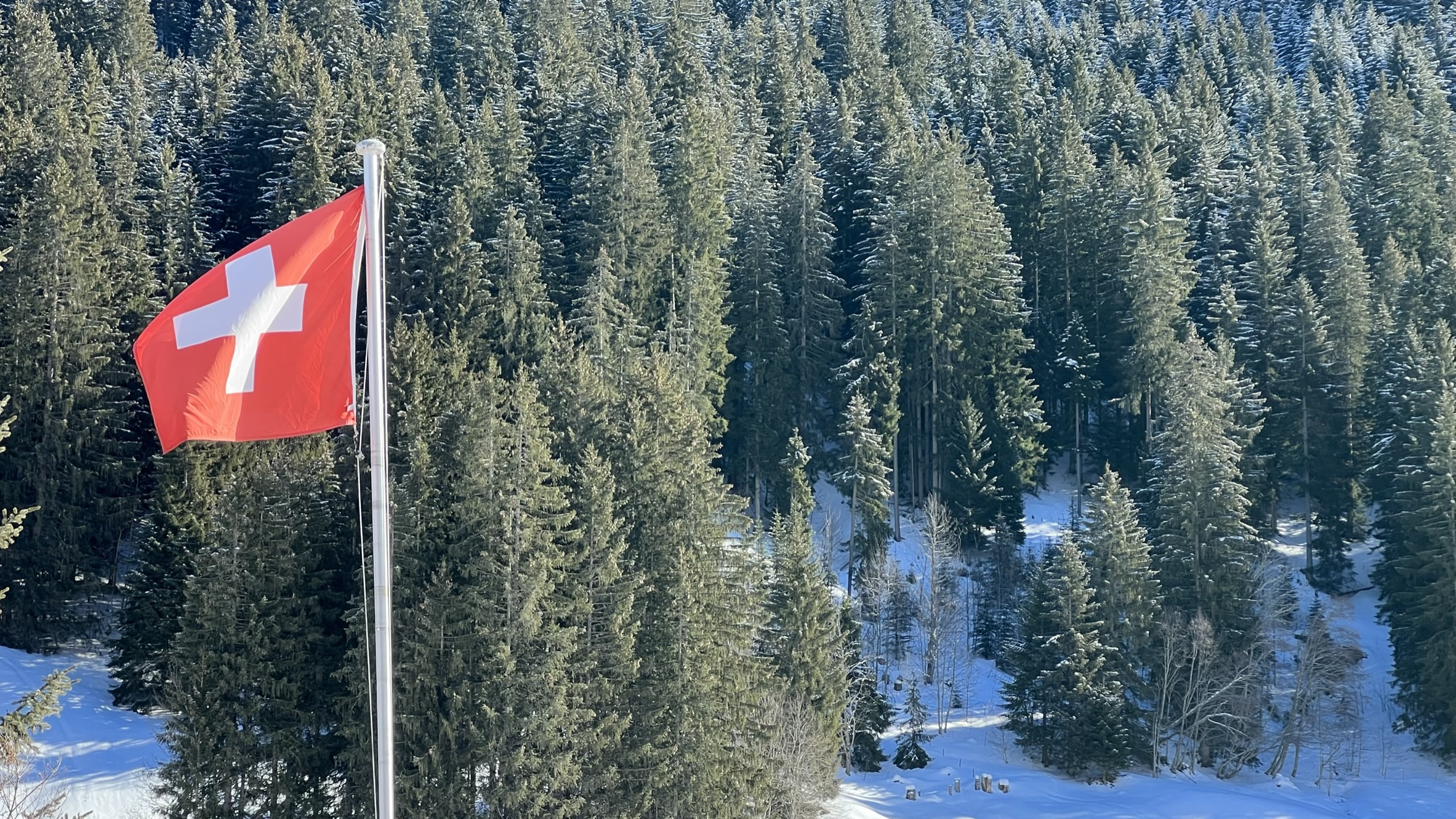 Drapeau suisse avec la forêt en arrière-plan