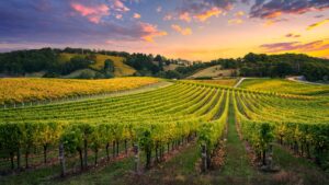 domaine viticole